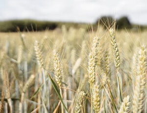 雷恩对阵马赛的法国足球对决结果